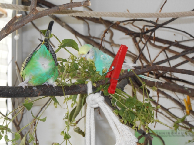 Bild